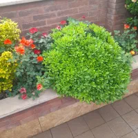 طراحی ، اجرا و نگهداری فضای سبز ،دهکده|خدمات باغبانی و درختکاری|چهاردانگه (تهران), |دیوار