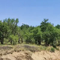 باغ بادم دیم روستای هیراب|فروش دفتر صنعتی، کشاورزی، تجاری|بروجرد, |دیوار