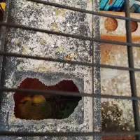 مرغ عشق|پرنده|هشتگرد, هشتگرد قدیم|دیوار