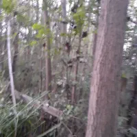 فروش عمده درخت صنوبر (تبریزی)|گل و گیاه طبیعی|لنگرود, |دیوار