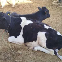 گوساله ماده گاو