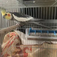 جفت عروس هلندی