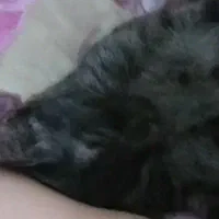 واگذاری رایگان گربه