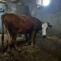 گوساله دورگه سیمینتال پای کل