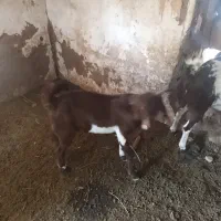 کره نر رشتی|حیوانات مزرعه|نرماشیر, |دیوار