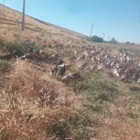 فروش بوقلمون محلی ماده(خرت)