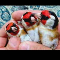 سه ره|پرنده|امیدیه, |دیوار