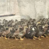 جوجه اردک کاکولی