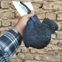نرو ماده|پرنده|شیراز, محراب|دیوار