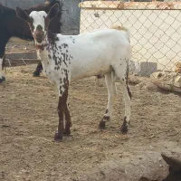 نری گوشتی|حیوانات مزرعه|بندرعباس, |دیوار