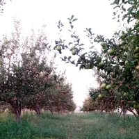 هرس کاری با کادر مجرب