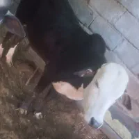 فروش گاو نر