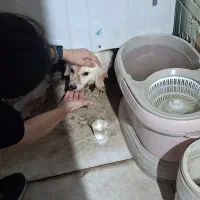 سگ گمشده