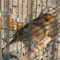 دو عدد سهره قناری