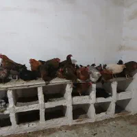 مرغ و خروس تخم گذار گلین|حیوانات مزرعه|رباط‌کریم, حصار مهتر|دیوار