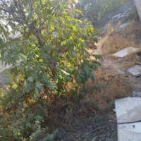 زمین ۲۰۰ متر واقع در کوشکوزر|فروش زمین و ملک کلنگی|هشتگرد, کوشک زر|دیوار