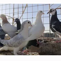 کفتر کبوتر|پرنده|مشهد, شهید معقول|دیوار