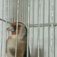سهره|پرنده|شیراز, گود عربان|دیوار
