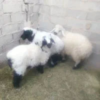 بره نر وطنی