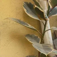 گل طبیعی به همراه گلدان سرامیکی|گل و گیاه طبیعی|رشت, پل تالشان|دیوار