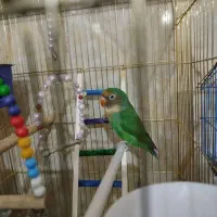 طوطی برزیلی|پرنده|امیدیه, |دیوار