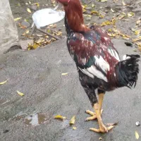 خروس|حیوانات مزرعه|سیاهکل, |دیوار