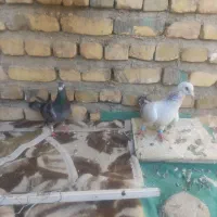 نر و ماده جنگنده|پرنده|تربت‌حیدریه, شهید بهشتی|دیوار