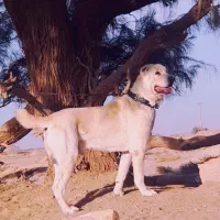 سگ افغان اصیل