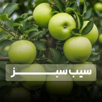 نهال سیب صادراتی پربار بازارپسند