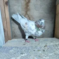 کفتر|پرنده|درگهان, |دیوار