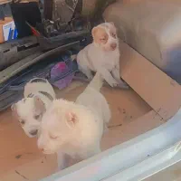 واگذاری الابای دوتا ماده یه نر