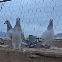 سبز کلاغ|پرنده|فردوس (کرمان), |دیوار