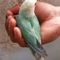 طوطی برزیلی کوتوله اوپال نر مست|پرنده|قم, شهرک فاطمیه|دیوار