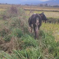 گاو|حیوانات مزرعه|گوراب زرمیخ, |دیوار