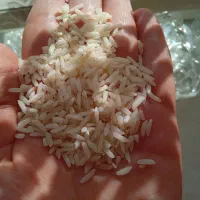 برنج هاشمی اعلا