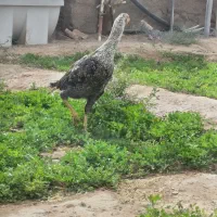 جوجه خروس لاری|حیوانات مزرعه|خاش, |دیوار