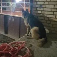 توله.ژرمن.دوبرمن|سگ|مشهد, شهرک صنعتی مشهد|دیوار