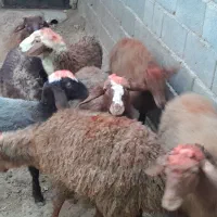 گوسفند کاور نر|حیوانات مزرعه|سنقر, |دیوار