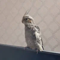 جوجه عروس هلندی