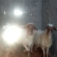 دوعدد شیشک جوان
