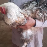 تخم مرغ|حیوانات مزرعه|اردکان, |دیوار