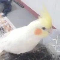 عروس هلندی گمشده