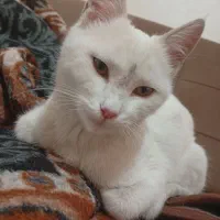 واگذاری گربه