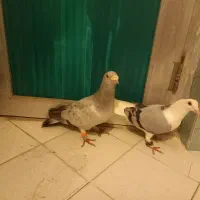 کفتر پرشی جفتگاه