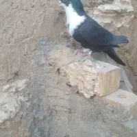 کفتر شهری وسبز دم سفید|پرنده|فسا, |دیوار
