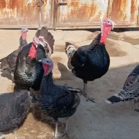 دو بوقلمون نر پنج بوقلمون ماده|حیوانات مزرعه|انزل, |دیوار