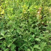 برگ بو وشمشاد طلایی وسبز