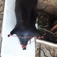 مشک اب|صنایع دستی و سایر لوازم تزئینی|آبدانان, |دیوار