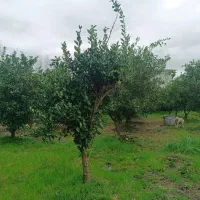 زمین-3000-متر-مناسب-شهرک-سازی