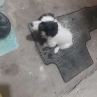 سلام سگ ماده بازیگوش ارومه واکسن زده